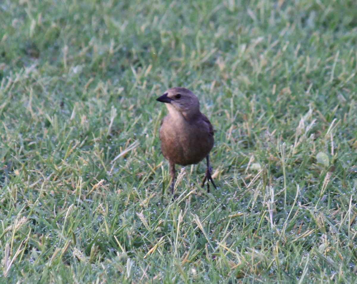 Brown-headed Cowbird - ML638320840