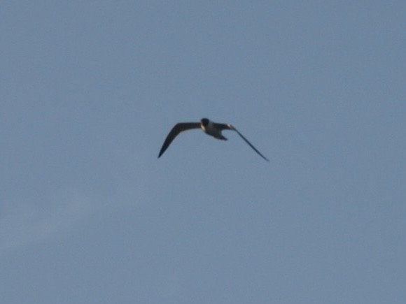 Laughing Gull - ML638320841