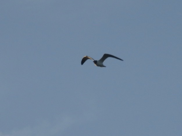 Laughing Gull - ML638320843