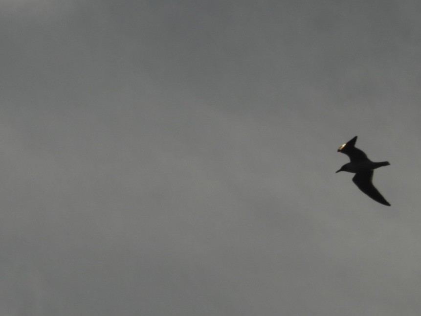 Laughing Gull - ML638320845