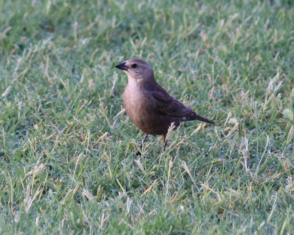 Brown-headed Cowbird - ML638320846