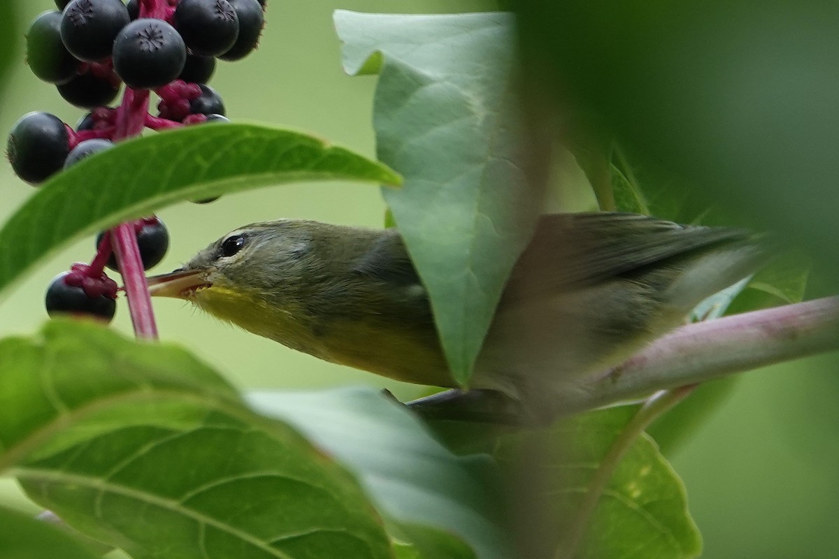 Kuzeyli Parula - ML638320848