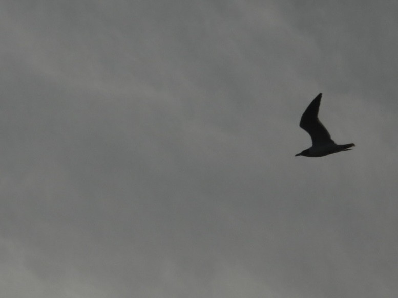 Laughing Gull - ML638320849