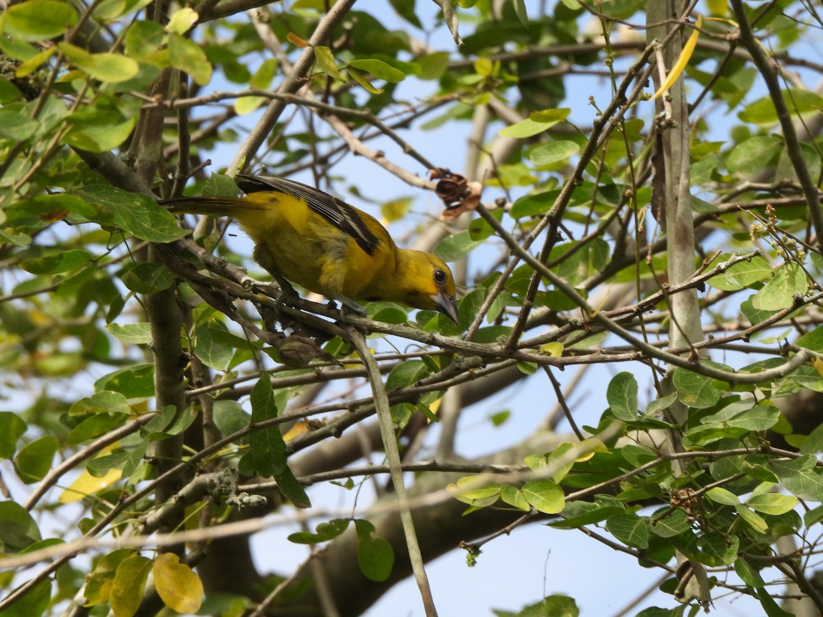 Yellow Oriole - ML638320850