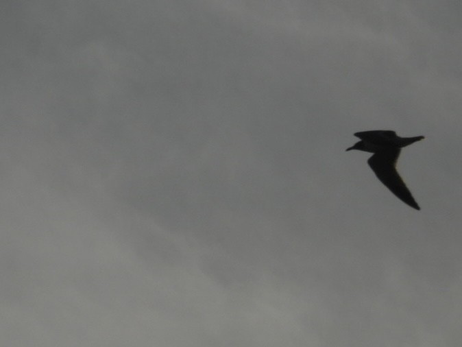 Laughing Gull - ML638320851
