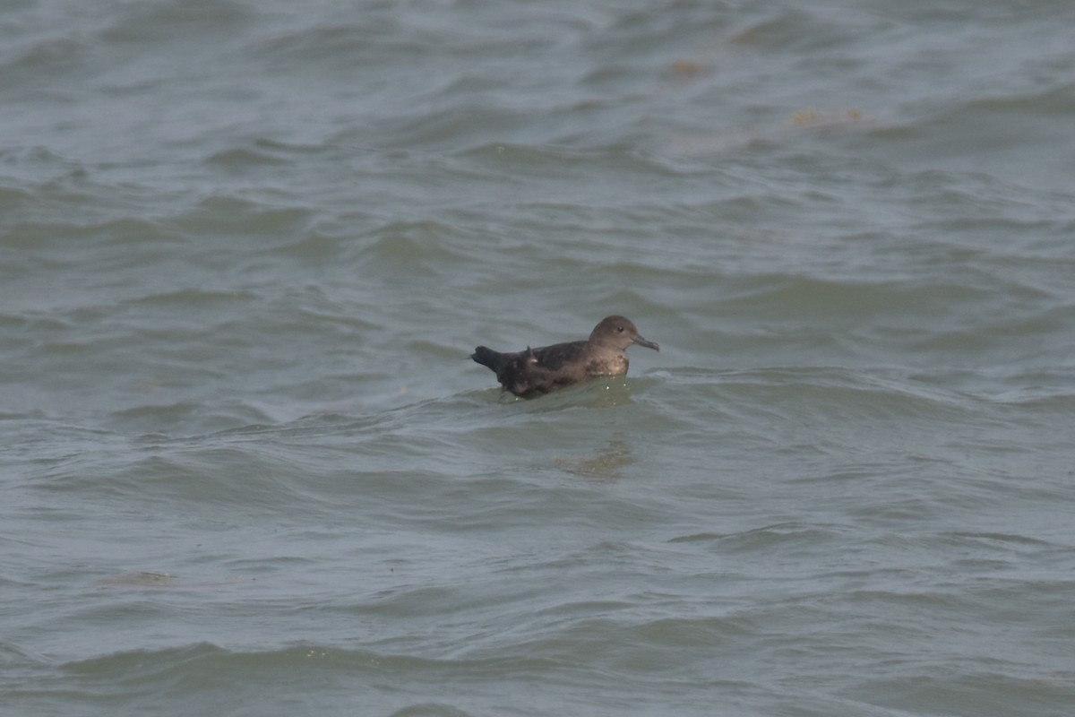 Sooty Shearwater - ML638320873