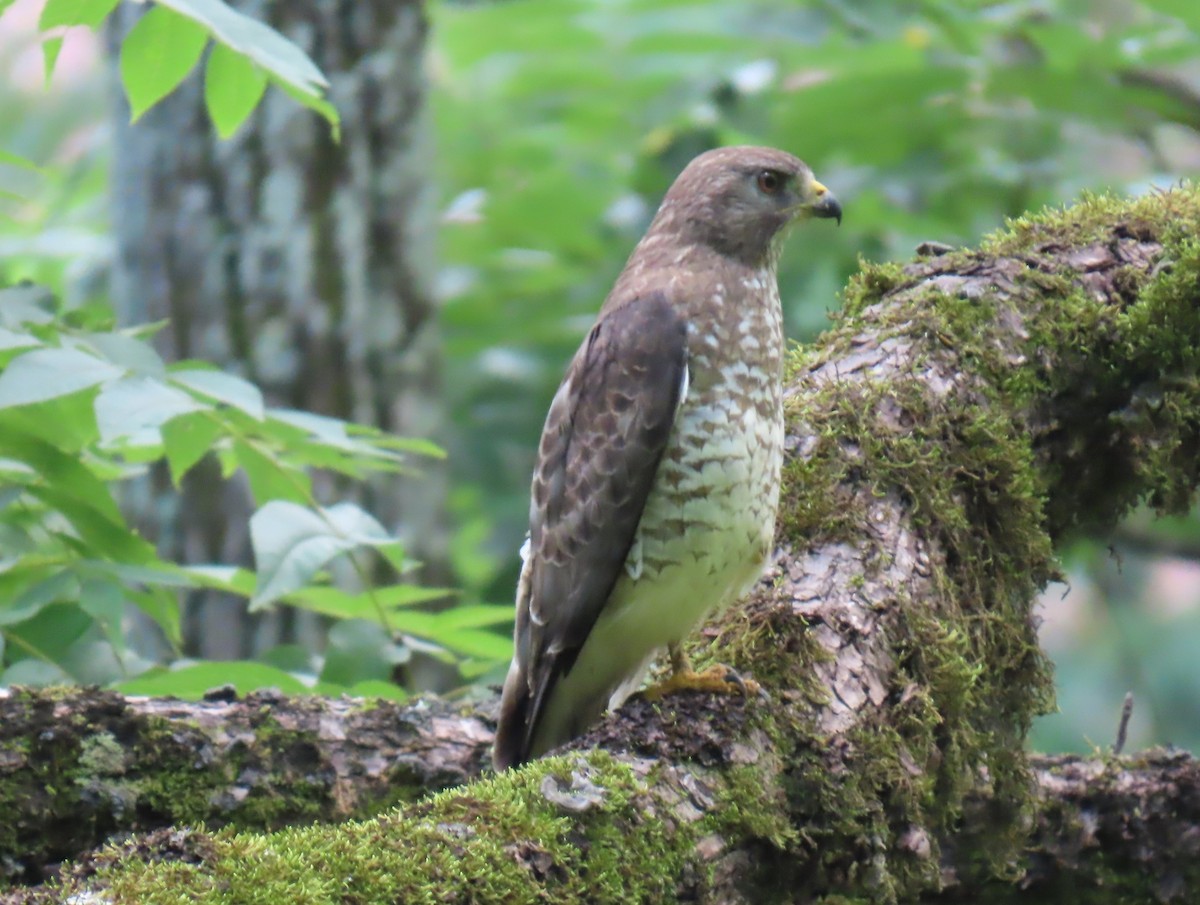 Broad-winged Hawk - ML638320876