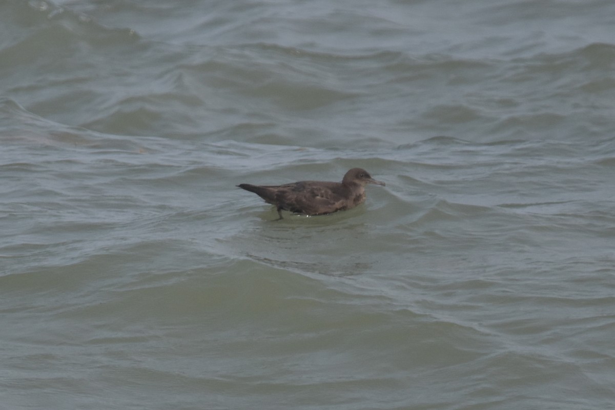 Sooty Shearwater - ML638320877