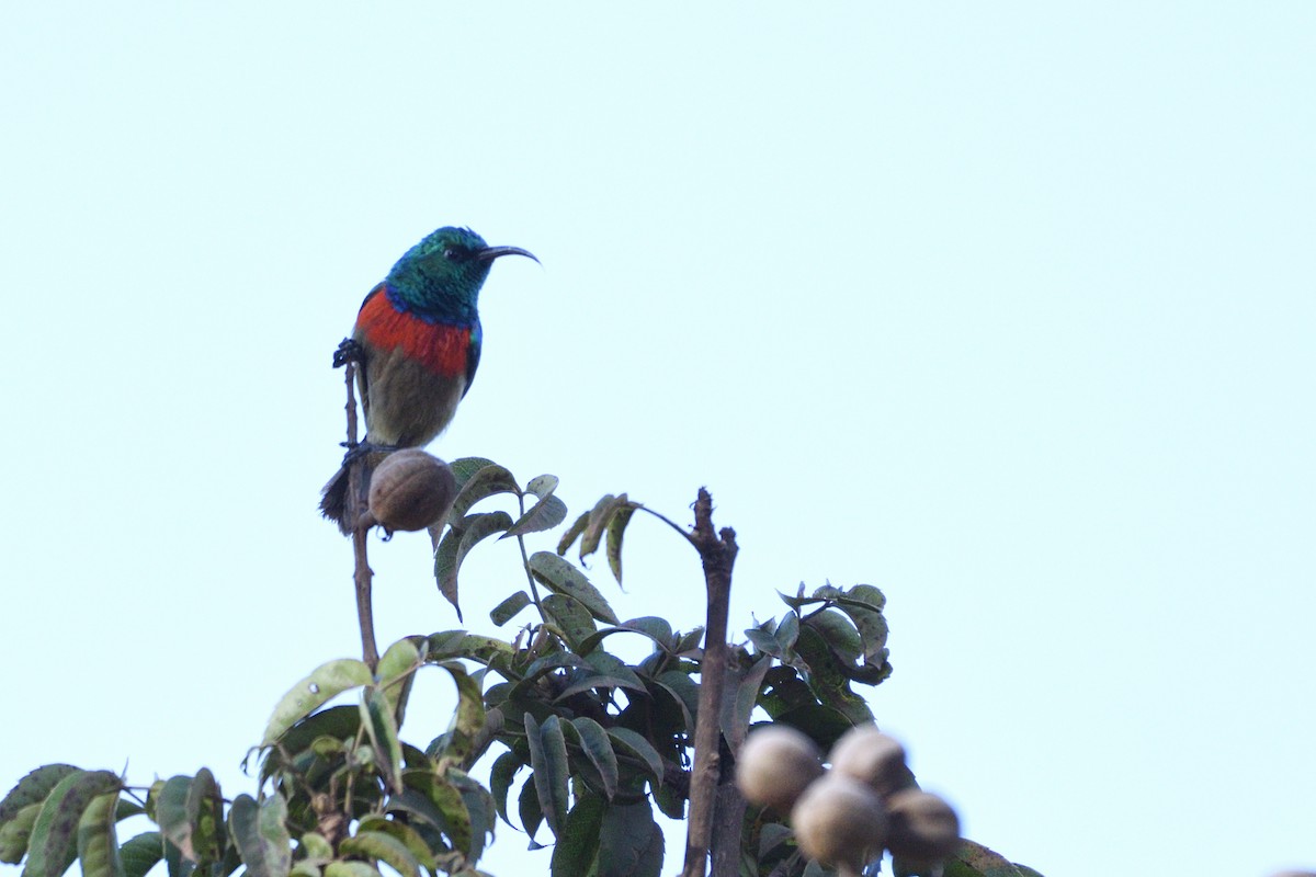 Eastern Double-collared Sunbird - ML638320881