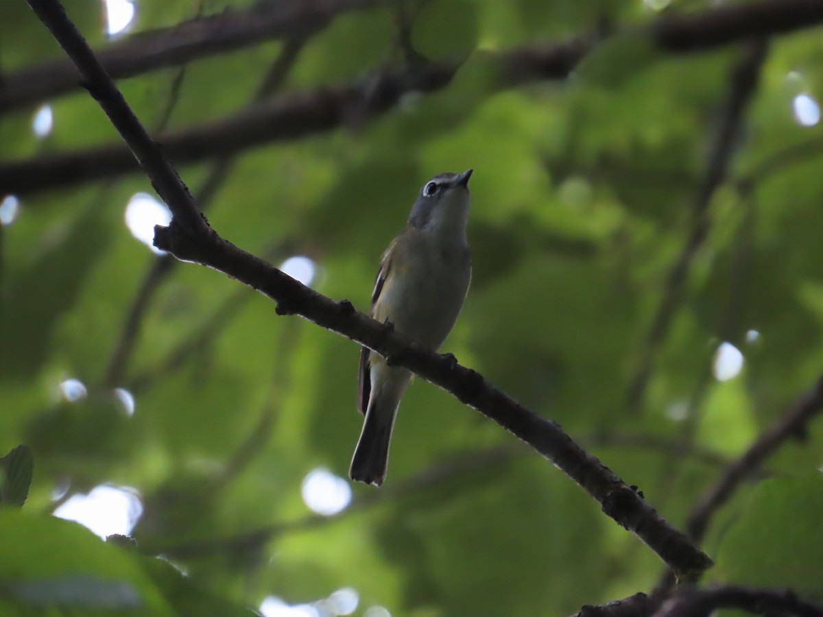 Graukopfvireo - ML638320882