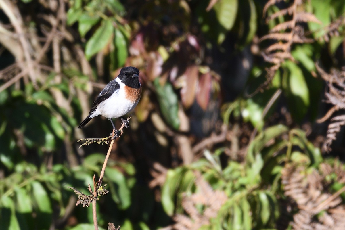 African Stonechat - ML638320884