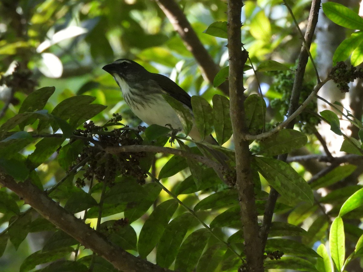 Streaked Saltator - ML638320889