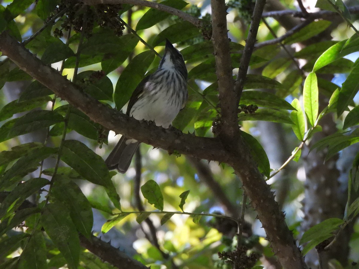 Streaked Saltator - ML638320890