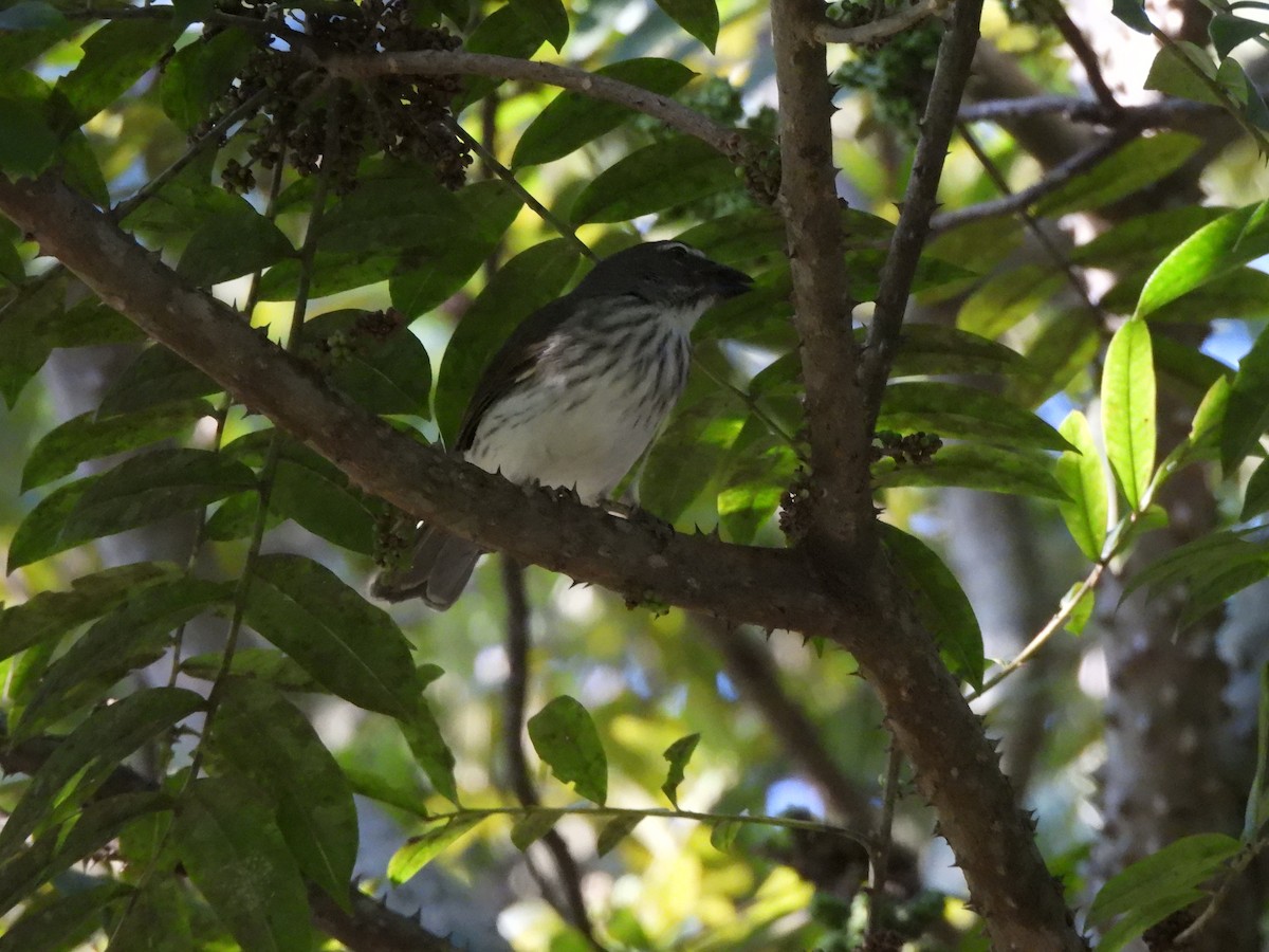 Streaked Saltator - ML638320891