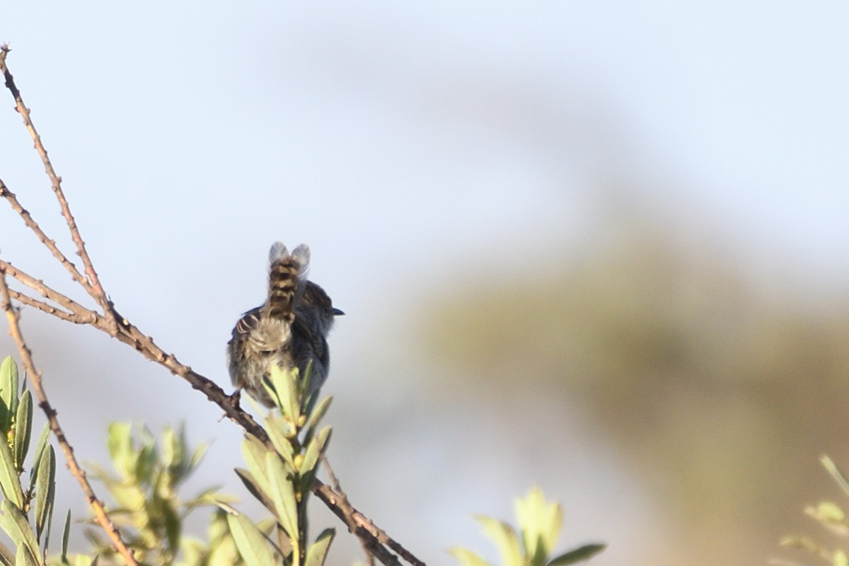 Tawny-flanked Prinia - ML638320893
