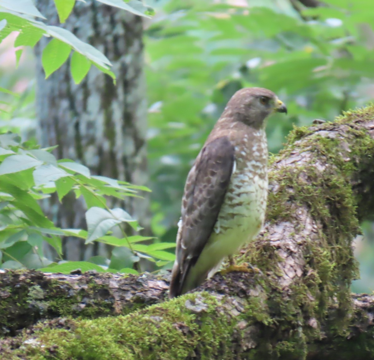 Broad-winged Hawk - ML638320894