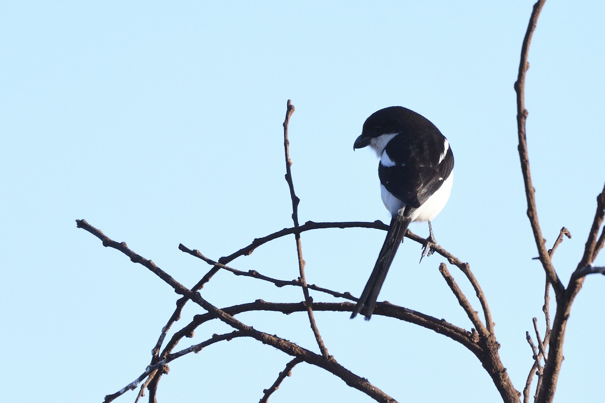Northern Fiscal - ML638320896