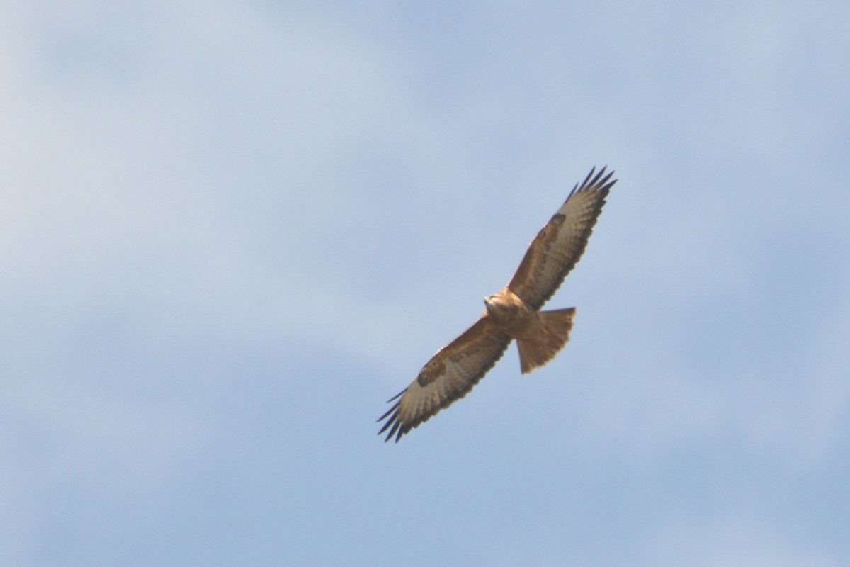 Şahin (vulpinus/menetriesi) - ML638320898