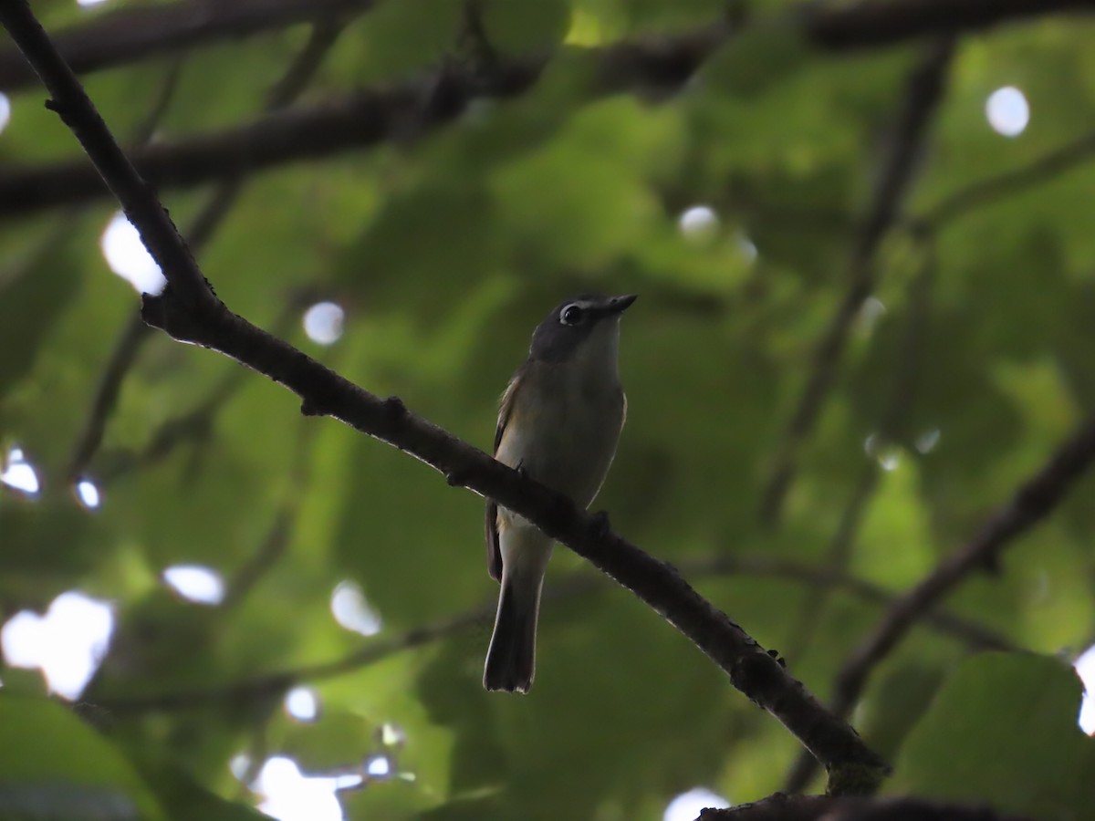 Graukopfvireo - ML638320899