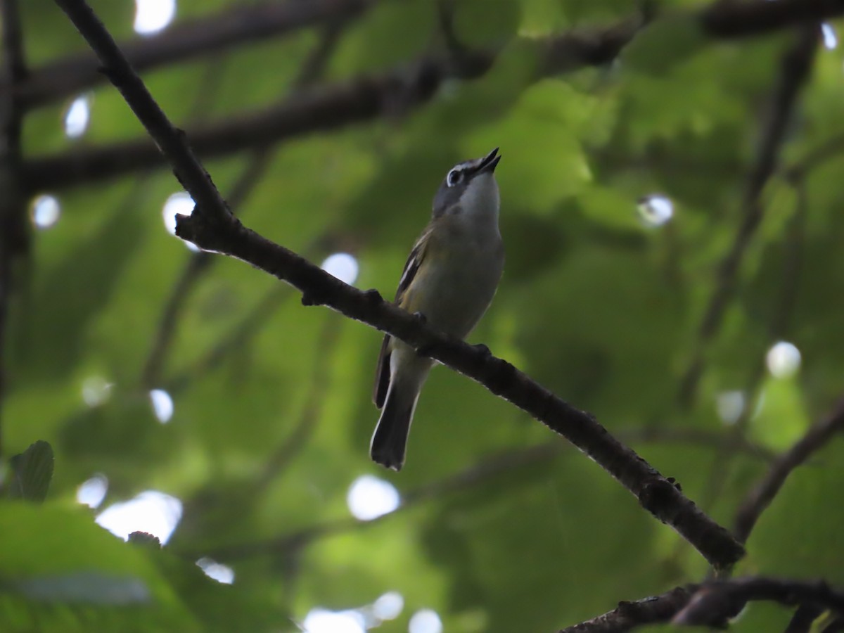 Graukopfvireo - ML638320900