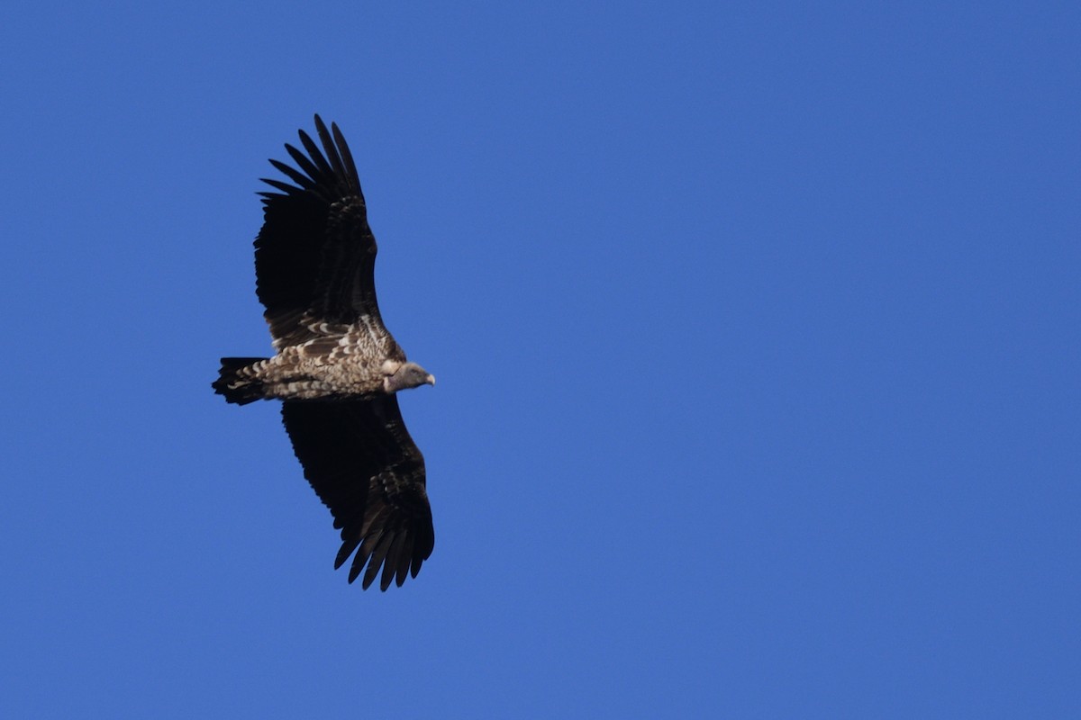 Rüppell's Griffon - ML638320903