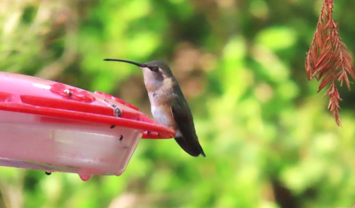 Lucifer Hummingbird - ML638320904