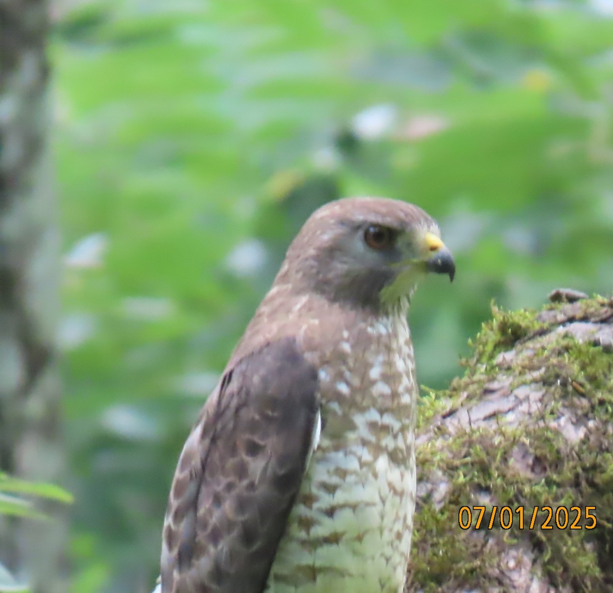 Broad-winged Hawk - ML638320913