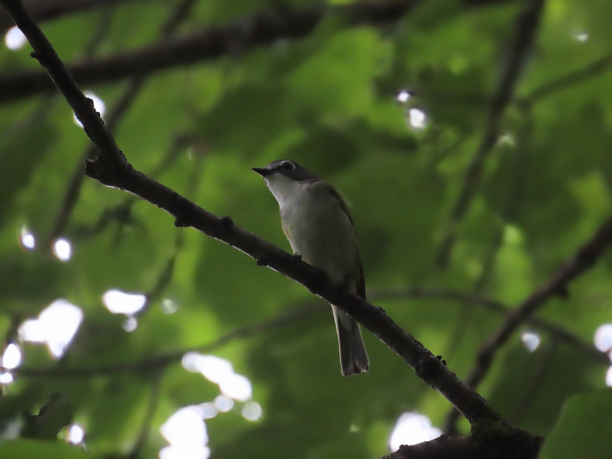 Graukopfvireo - ML638320916