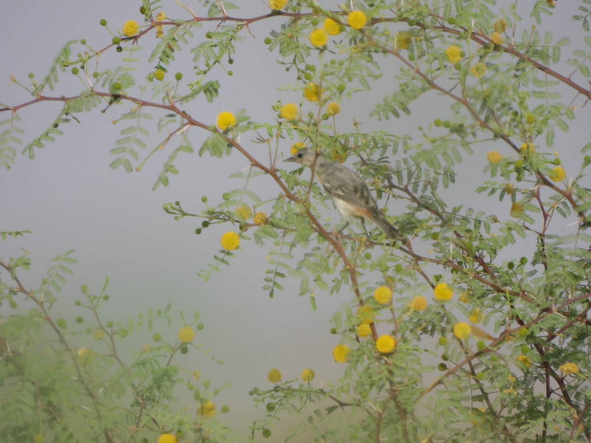 Lucy's Warbler - ML638320921
