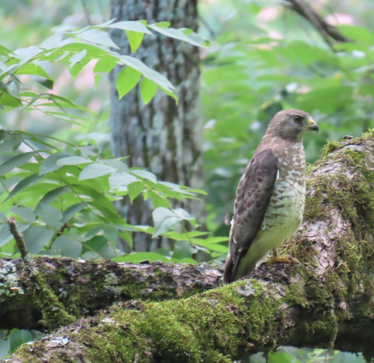 Broad-winged Hawk - ML638320923