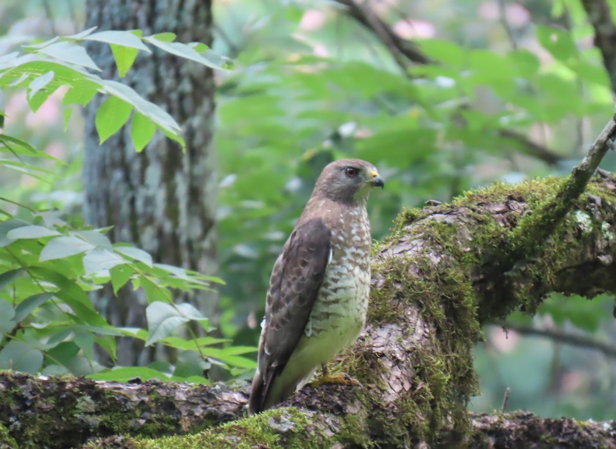 Broad-winged Hawk - ML638320951