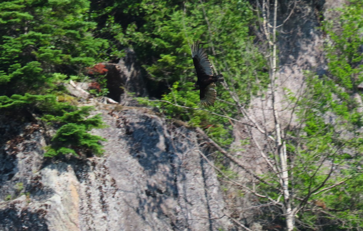 Turkey Vulture - ML638320959