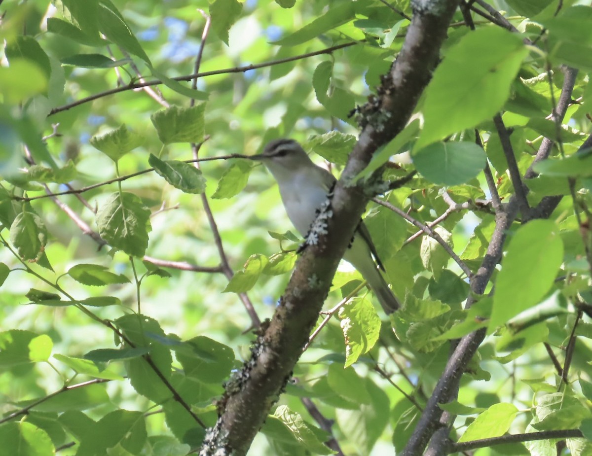 Rotaugenvireo - ML638320960