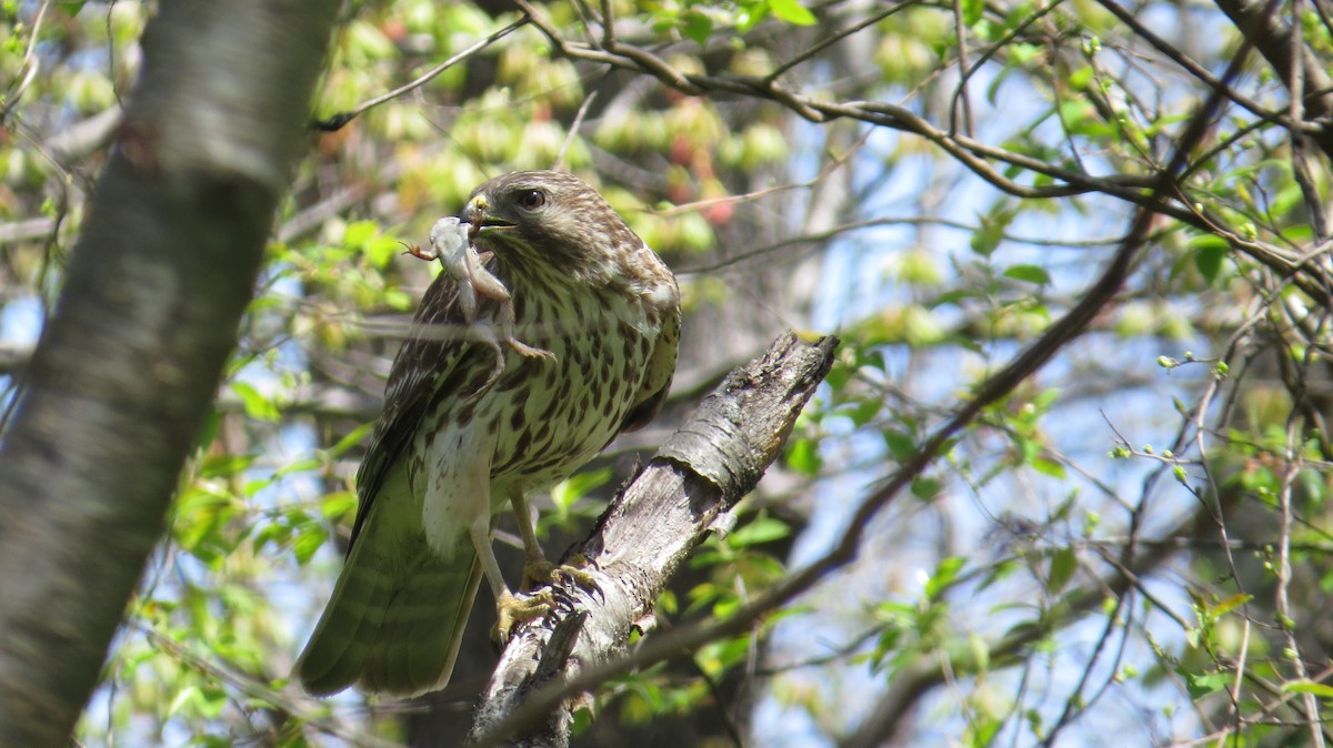 Cooper's Hawk - ML638320970