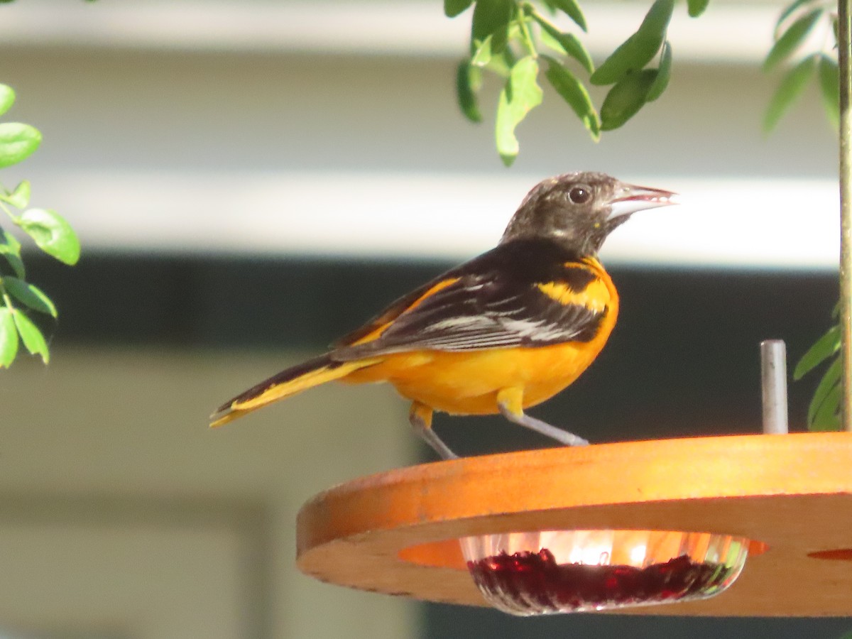 Oriole de Baltimore - ML638320972