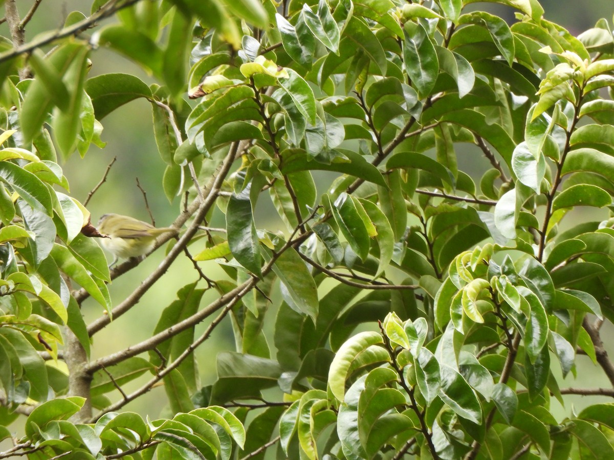 Brown-capped Vireo - ML638320990