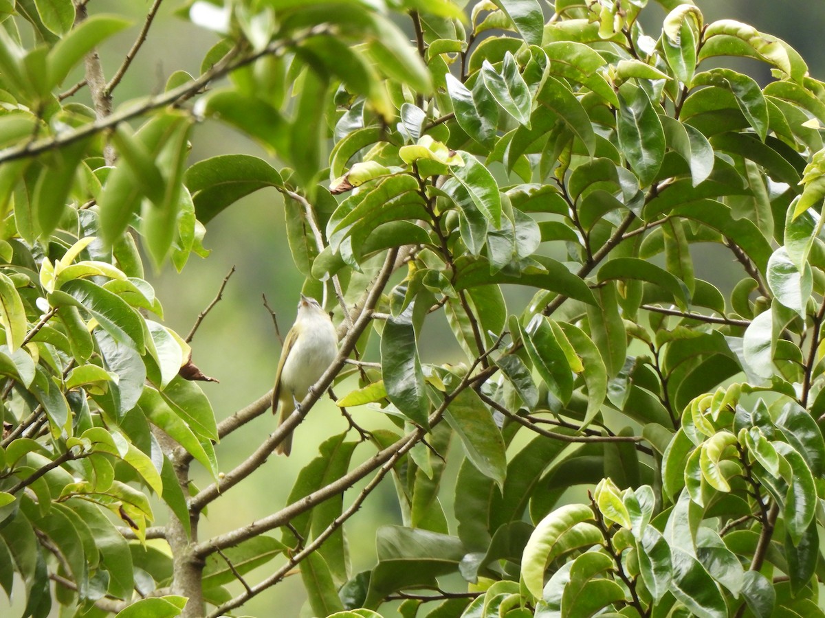 Brown-capped Vireo - ML638320991