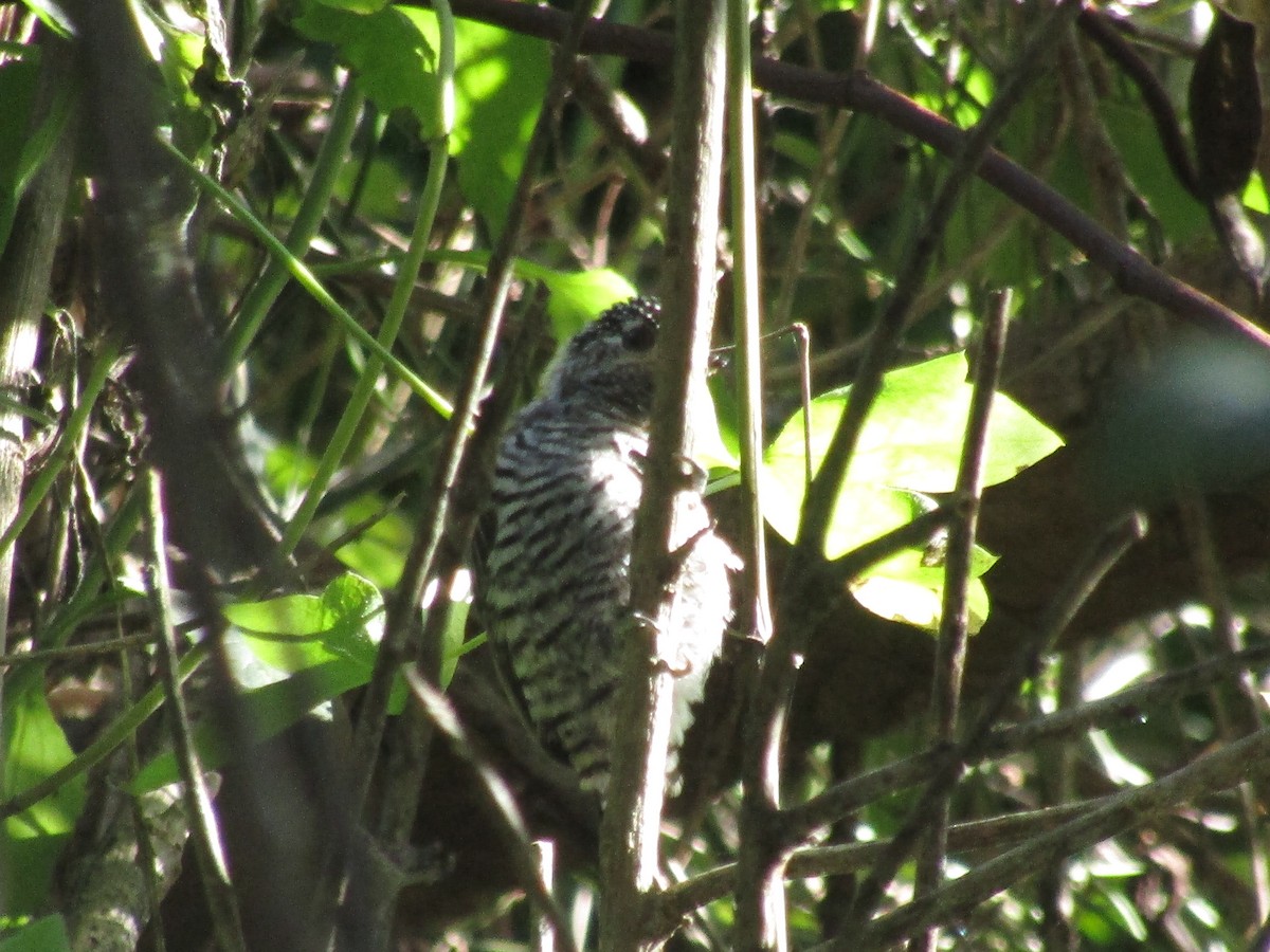 White-barred Piculet - ML638320992