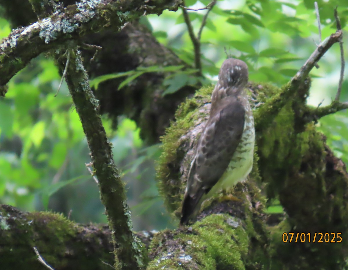 Broad-winged Hawk - ML638320993