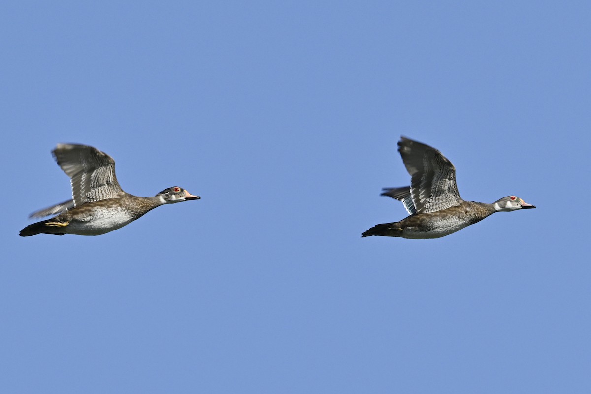 Wood Duck - ML638320994