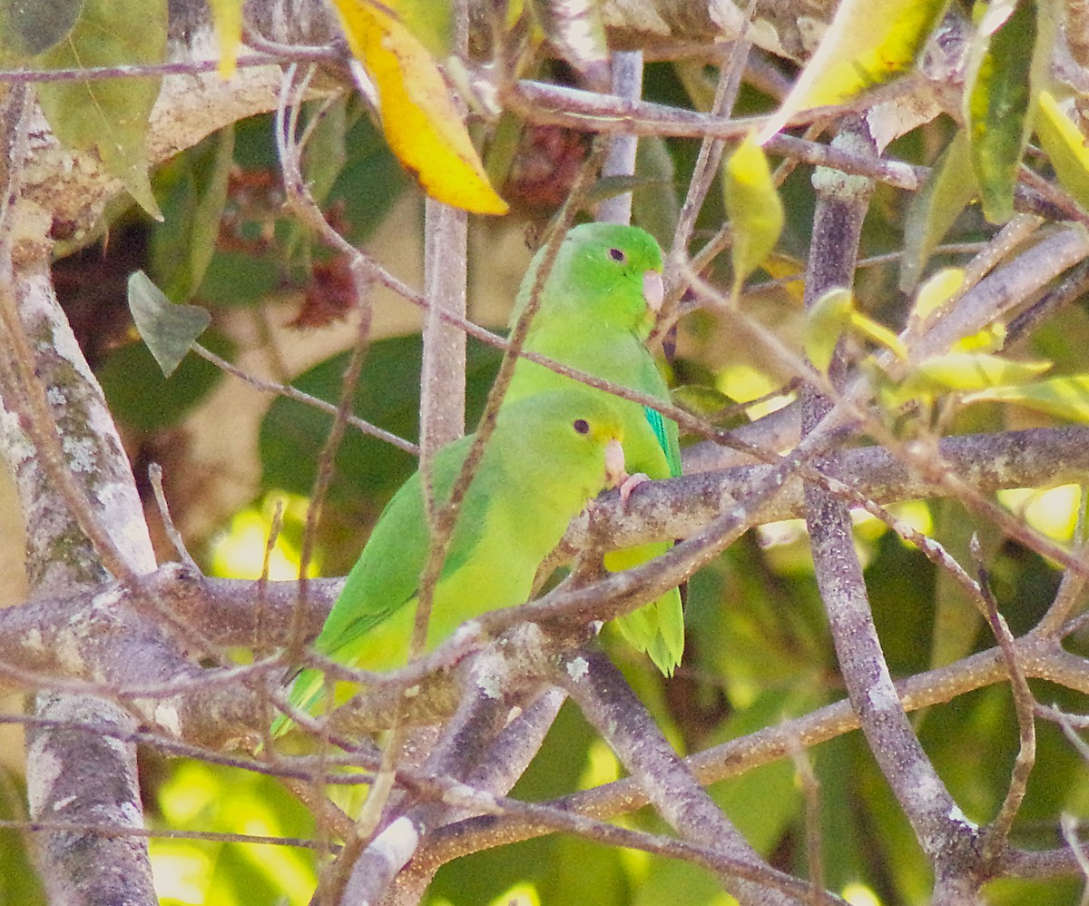 Green-rumped Parrotlet - ML638320996
