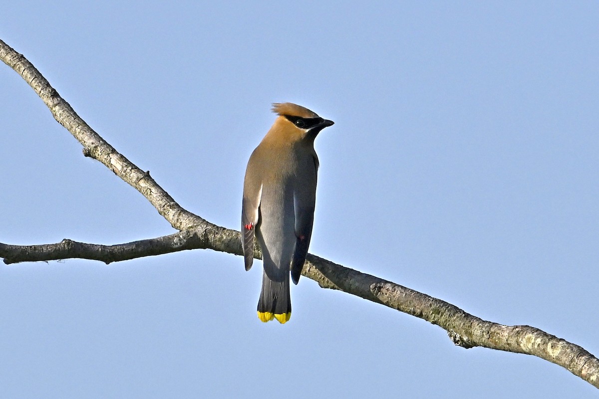 Cedar Waxwing - ML638320997