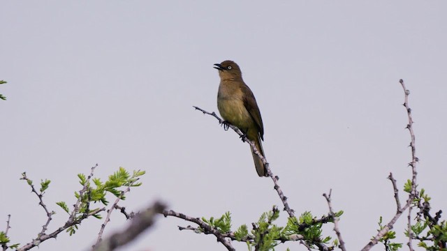 Sombre Greenbul - ML638321002