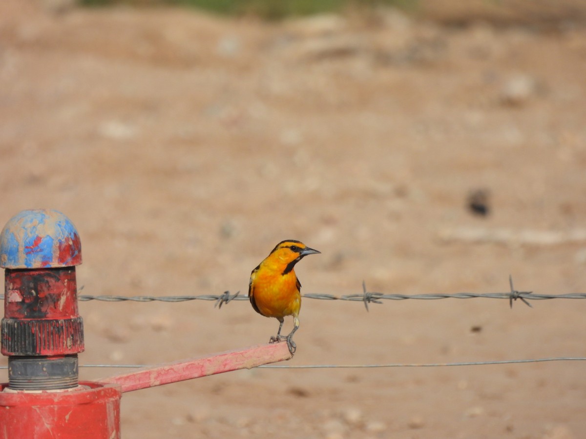 Bullock's Oriole - ML638321005