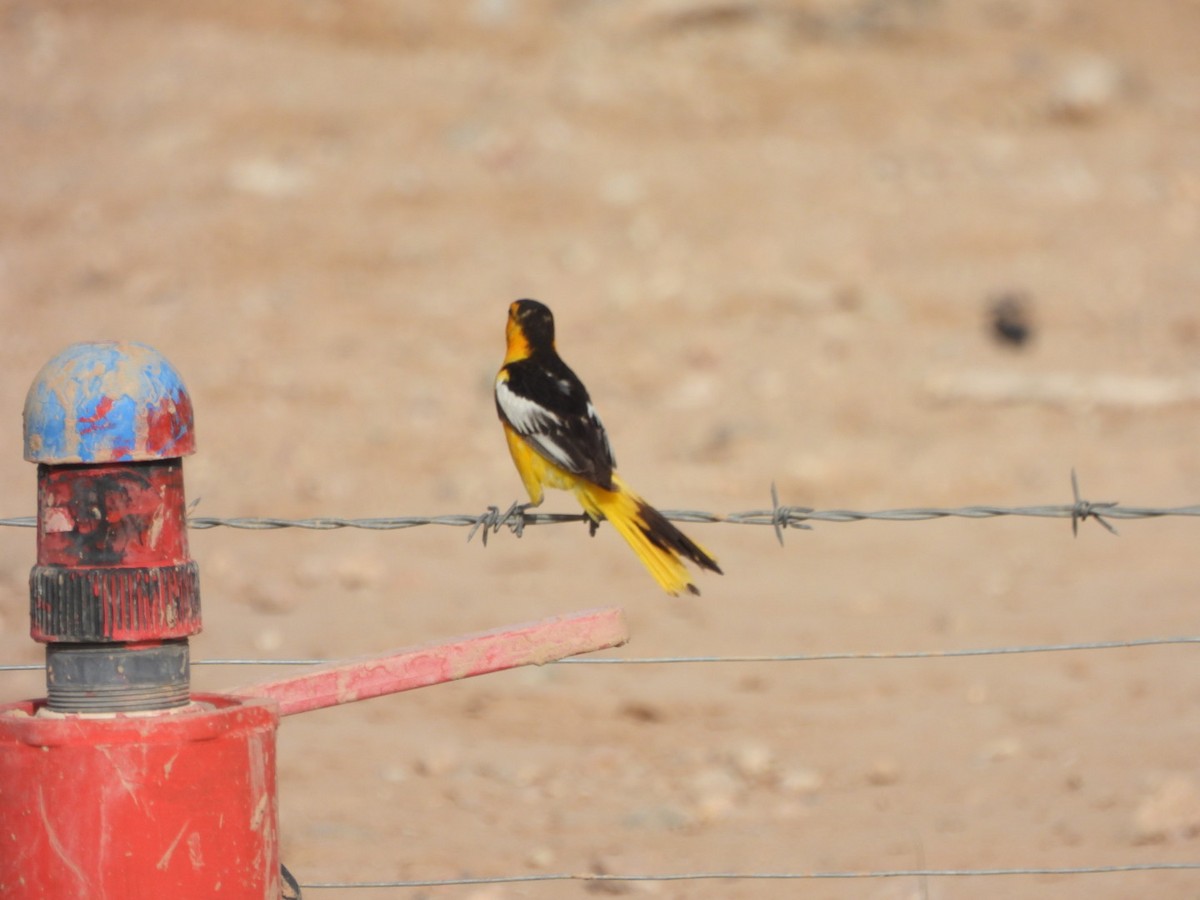 Bullock's Oriole - ML638321006