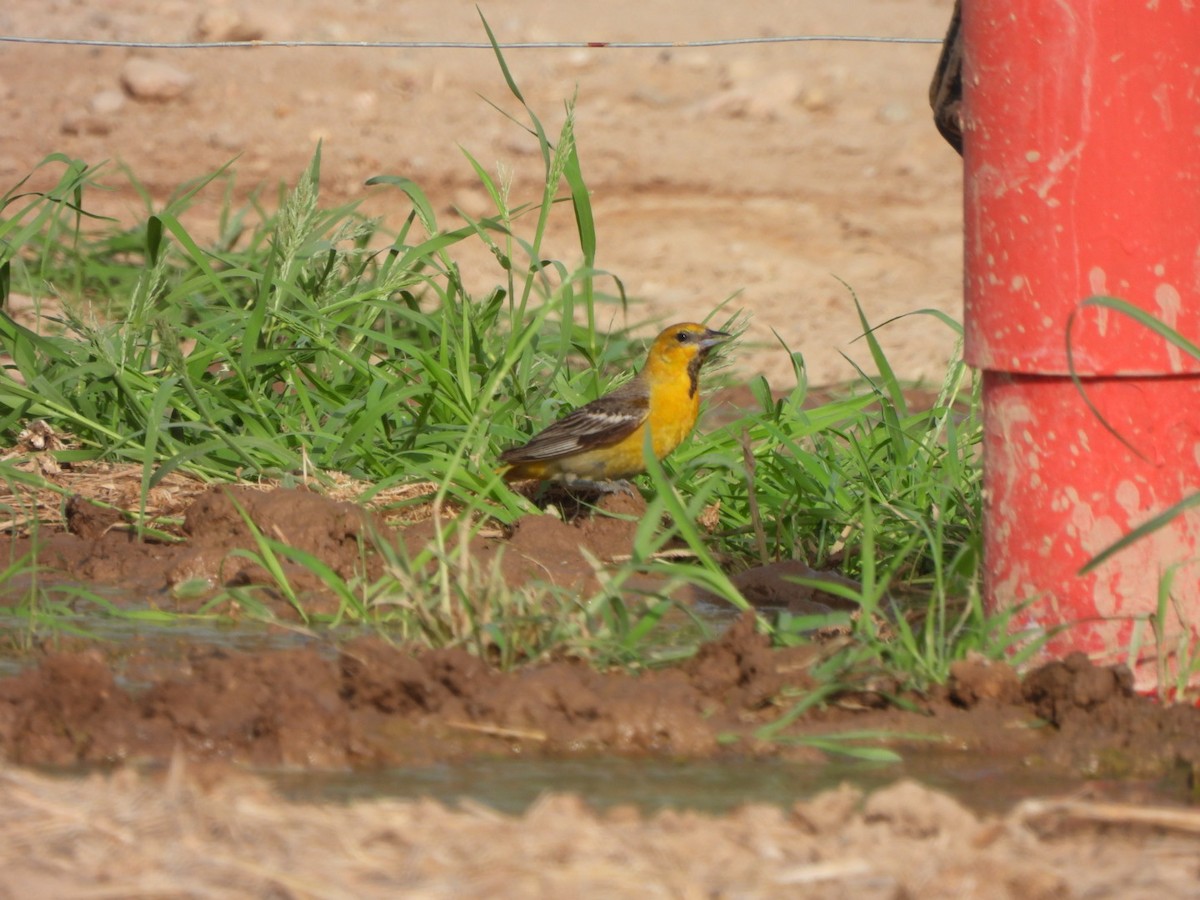 Bullock's Oriole - ML638321007