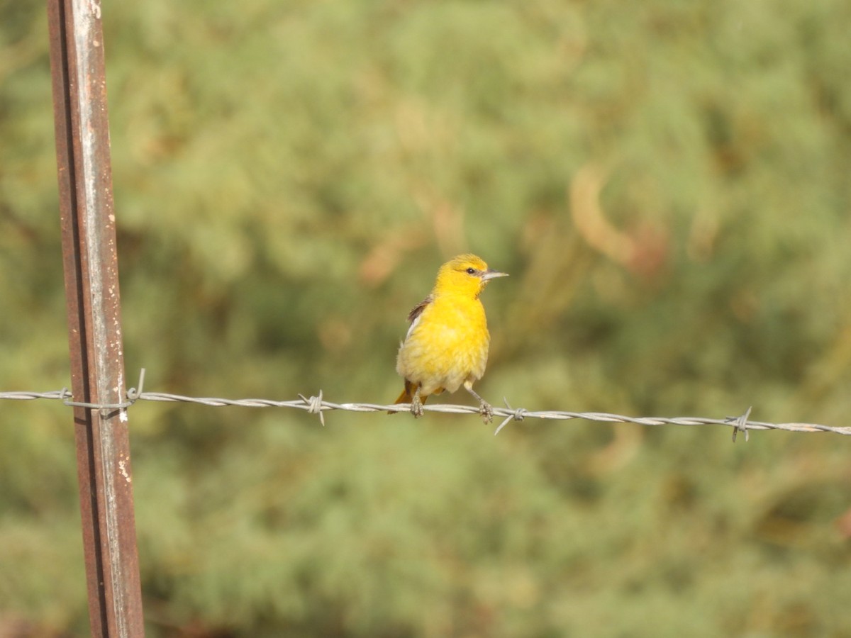 Bullock's Oriole - ML638321008