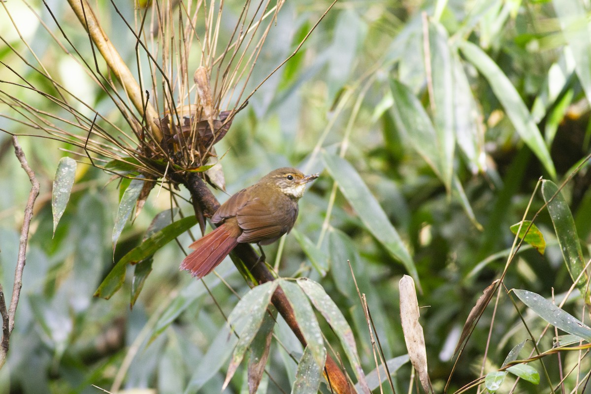 Buff-browed Foliage-gleaner - ML638321009