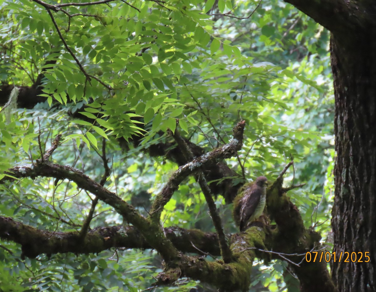 Broad-winged Hawk - ML638321011