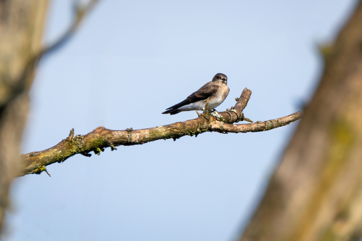 Northern Rough-winged Swallow - ML638321022